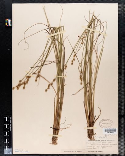 Carex stellulata