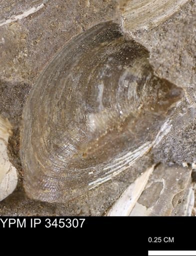 Limopsis striatopunctatus