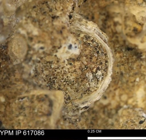 undet. Mollusca