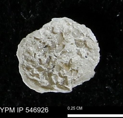 Anomia aculeata