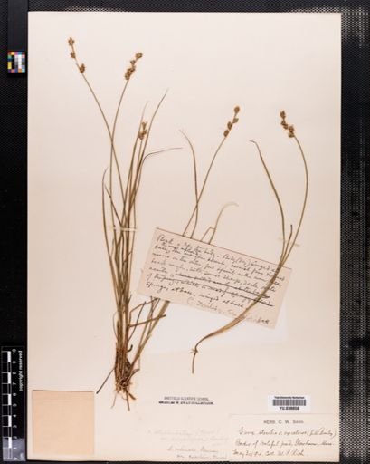 Carex cephalantha