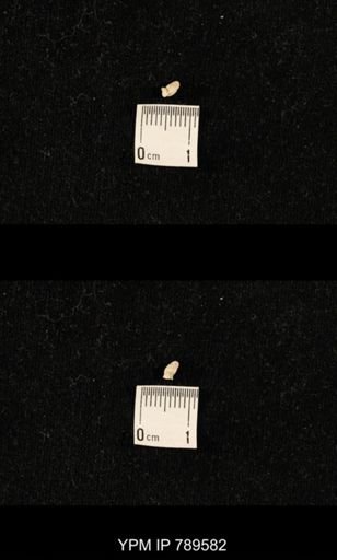 undet. Bryozoa