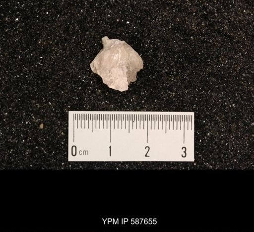 Atrypa marginalis