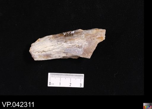 undet. Actinopterygii