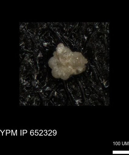 undet. Rugoglobigerinidae