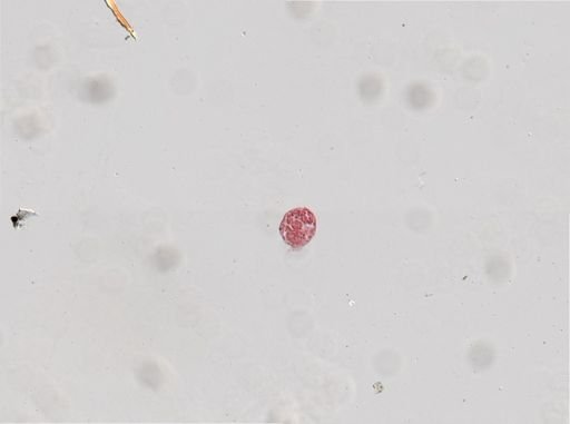 Distomum