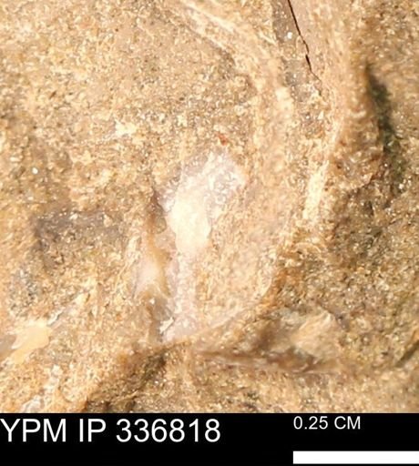 undet. Mollusca