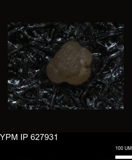 undet. Foraminiferida