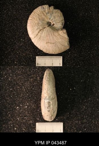 Hoploscaphites nicolletii