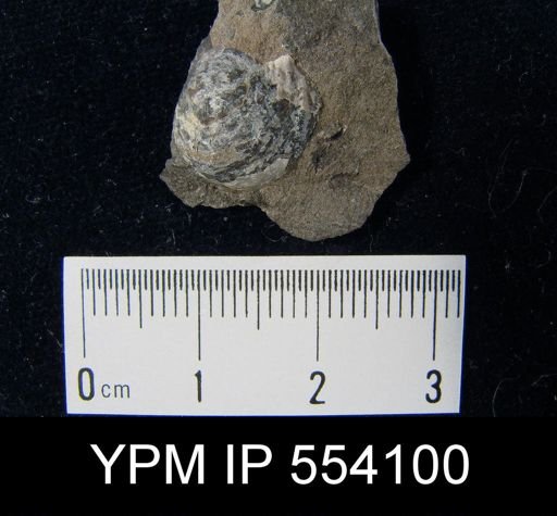 Productus biseriatus
