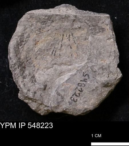 Stropheodonta demissa