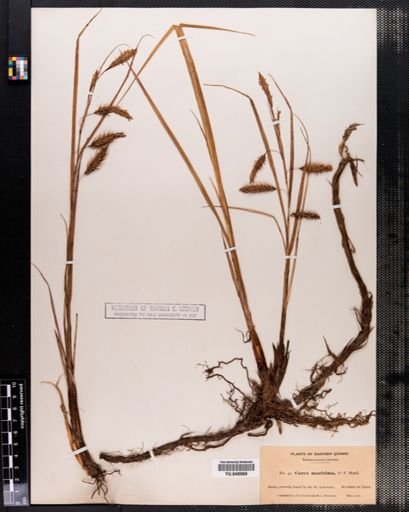 Carex
