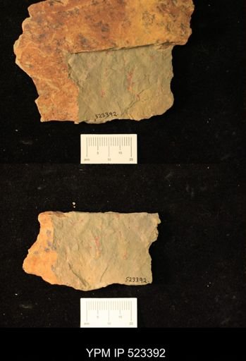 undet. Graptolithina