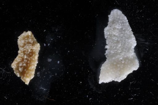 Stylopoma spongites