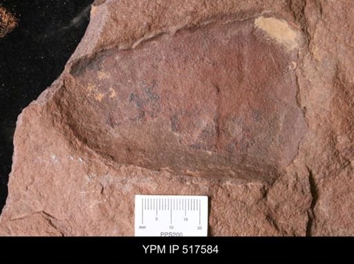 undet. Arthropoda