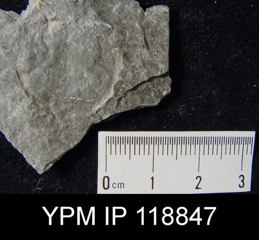 Leptaena rhomboidalis