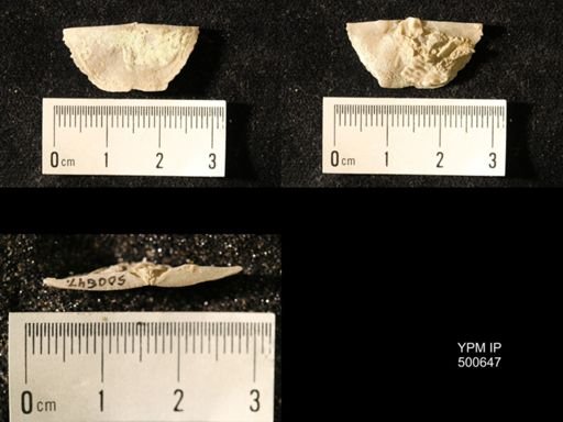 Chonetes granulifer meekanus