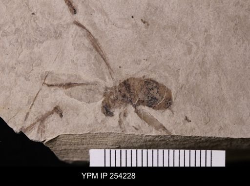 Insecta