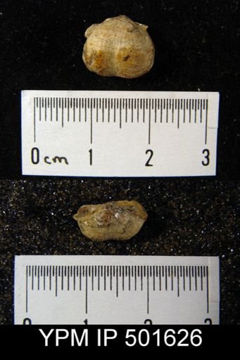 Marginifera splendens