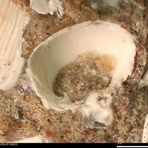 Corbulamella gregaria