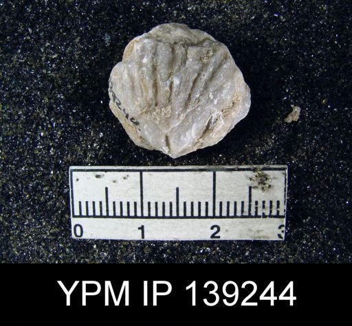 Camerophoria sp.