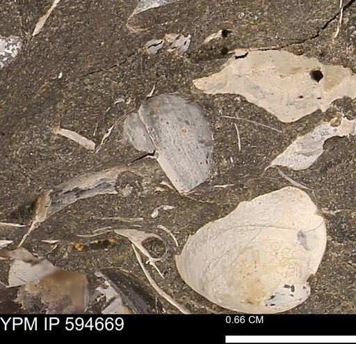 Protocardia sp.