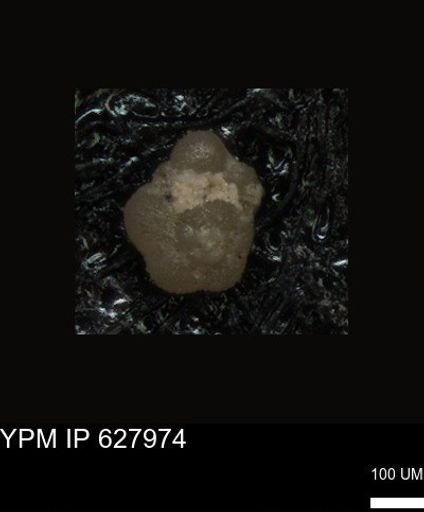 undet. Foraminiferida