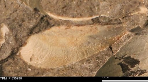 Limopsis striatopunctatus