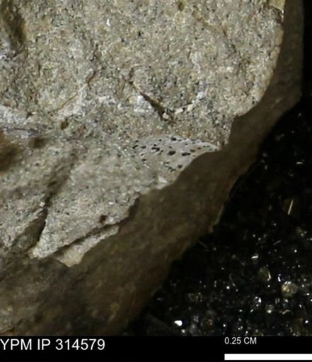 undet. Mollusca
