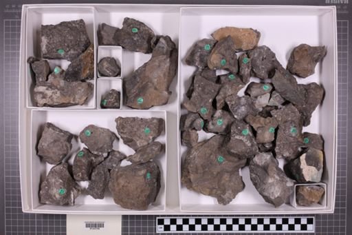 mixed taxa, stratigraphic collection