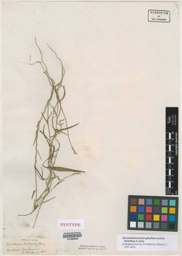 Sarcostemma heterophyllum