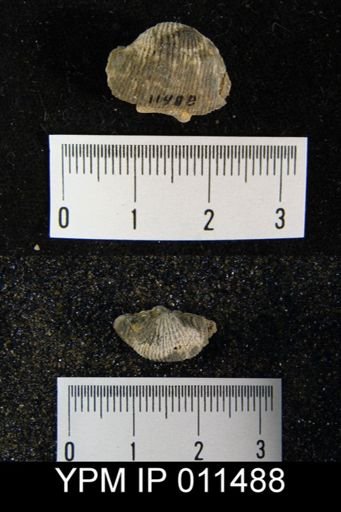 Linoproductus waagenianus