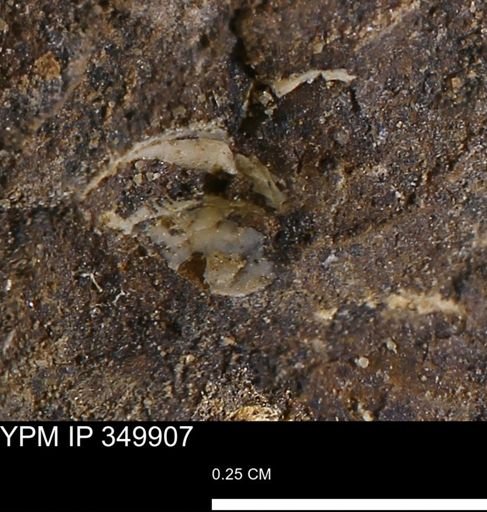 undet. Mollusca