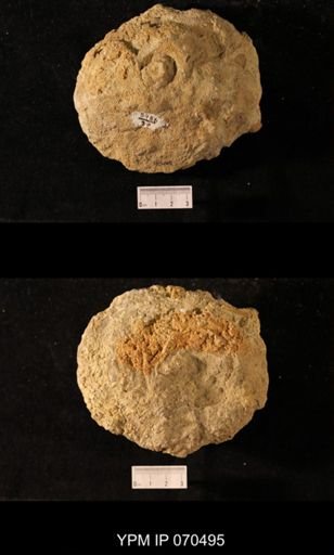 Favosites louisvillensis
