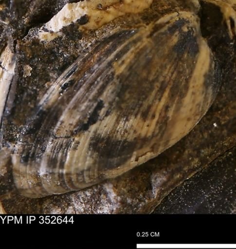 Limopsis striatopunctatus