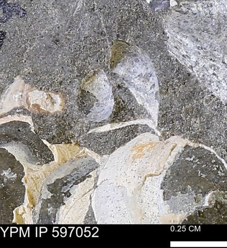 undet. Bivalvia
