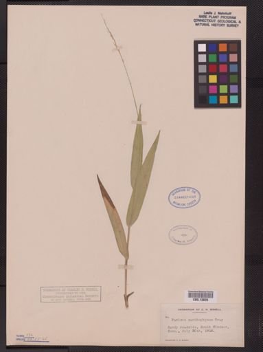 Panicum xanthophysum