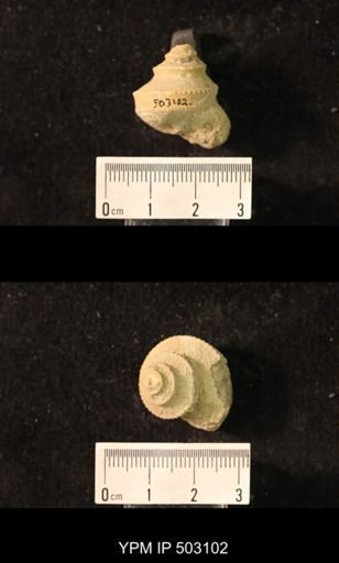 Worthenia tabulata; Crania modesta