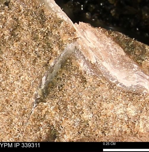 undet. Bivalvia