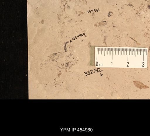 undet. Staphylinidae