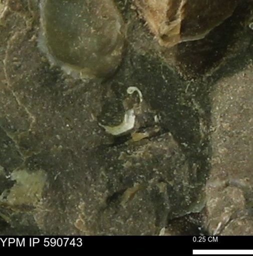 undet. Mollusca