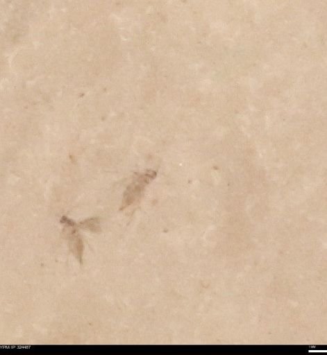 undet. Insecta