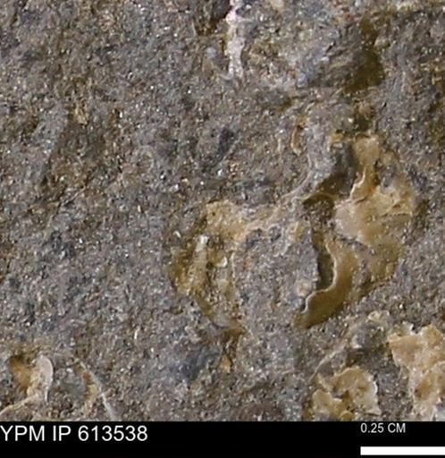 Scaphites sp.