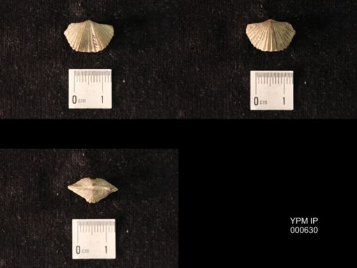 Platystrophia sp.