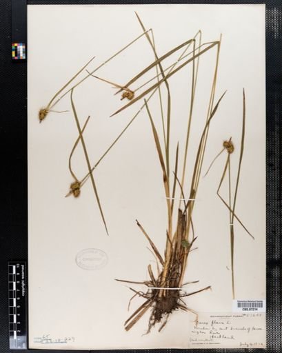 Carex flava