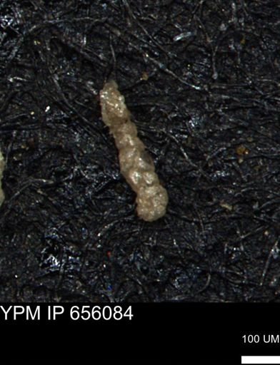 Ammobaculoides phaulus