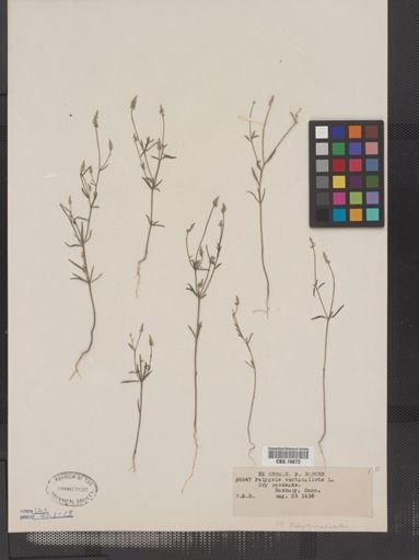 Polygala verticillata