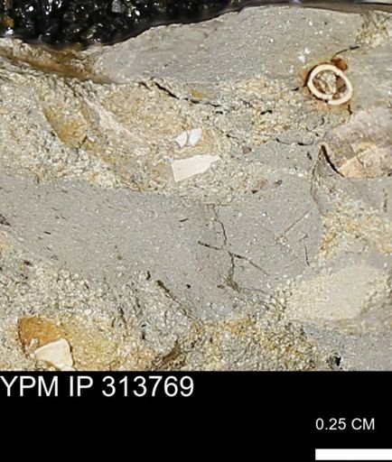 undet. Bivalvia