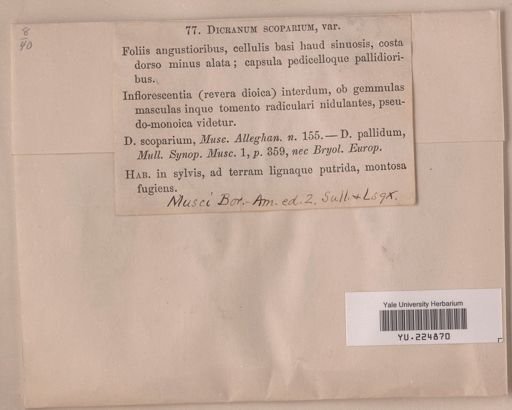 Dicranum scoparium