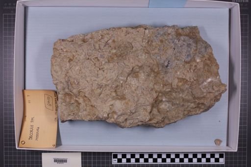 mixed taxa, stratigraphic collection
